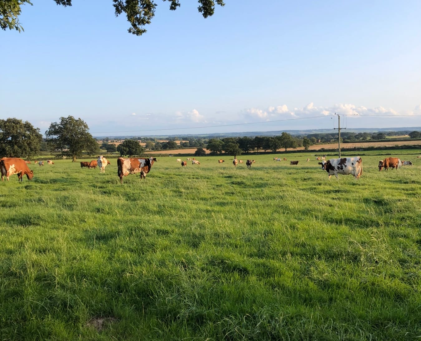 Cows in a field