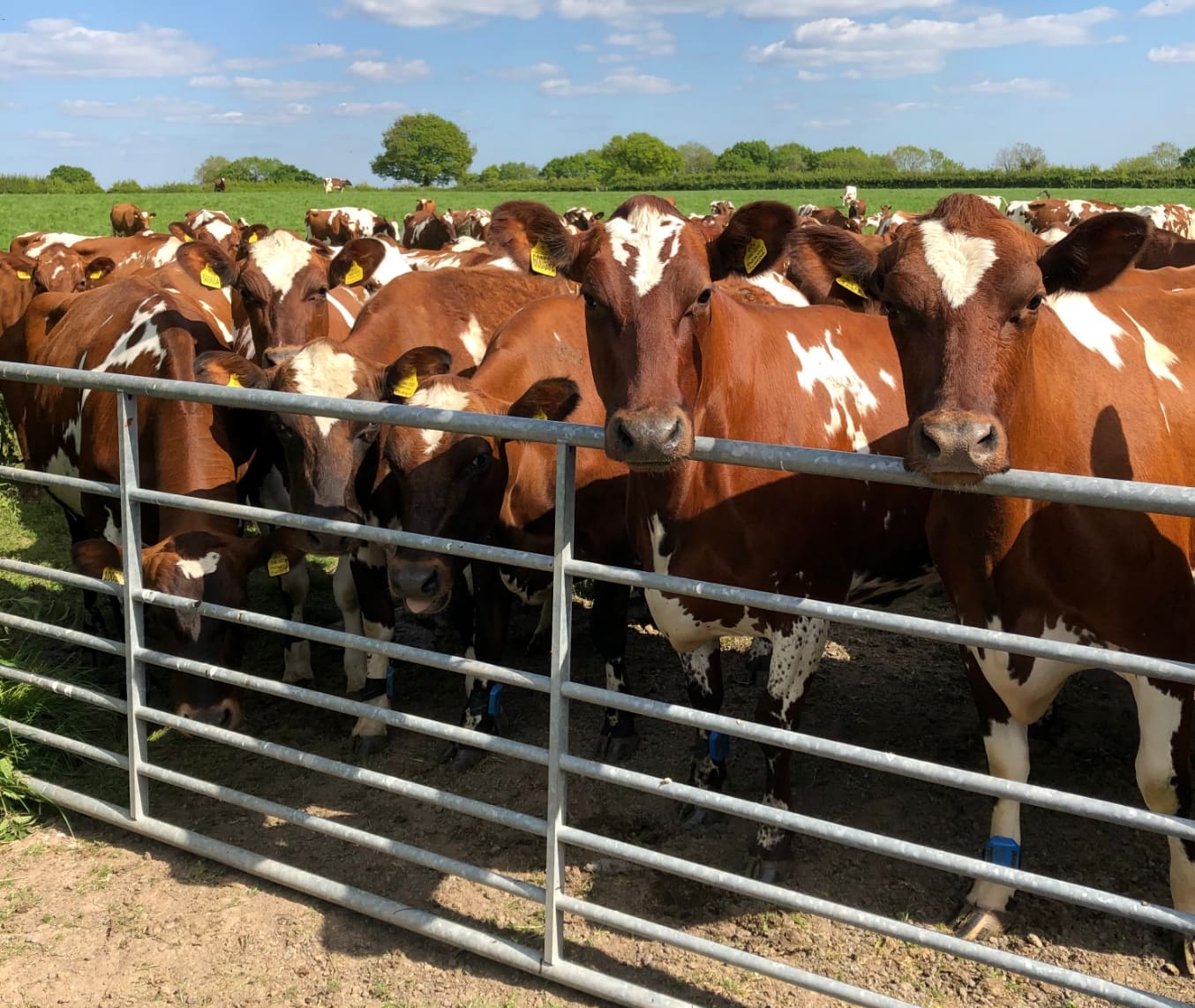 Cows in a field by a fence